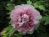 foto de flor  con tama�o de 160 X 120; ver distintas medidas disponibles a la derecha